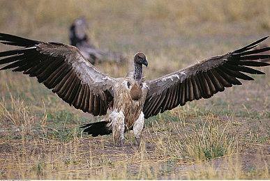 《宝可梦：朱＆紫》DLC后篇“蓝之圆盘”确定12月14日上线